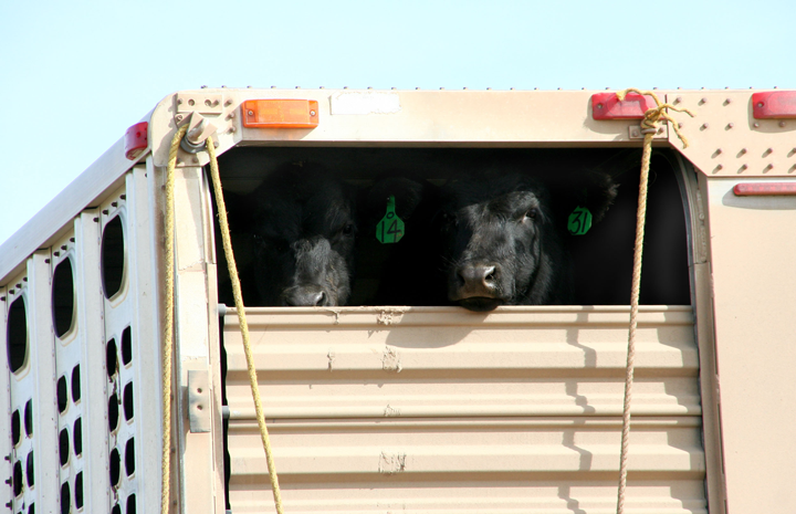 Calves from the TRH Ranch, north of Lance Creek, Wyo. They are being hauled a short distance to the ranch headquarters after being weaned on the opposite side of the place.