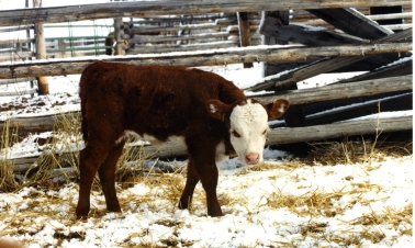 RealRancher Jonita Sommers tells the story of bum calf Gertie. When she was big enough she went outside.