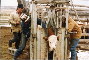 Ranchers in the Green River Valley of Wyoming work together to perform fall cow work, which includes vaccinations.
