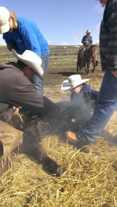 Kagan (age 11) learning how to wrestle calves