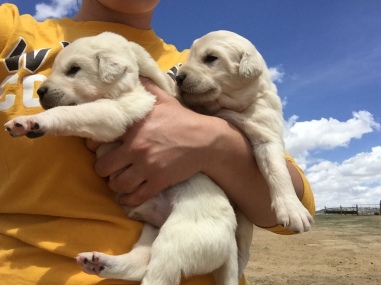 Guard Dog Puppies